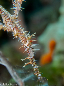 Ghost pipe fish by Beate Seiler 